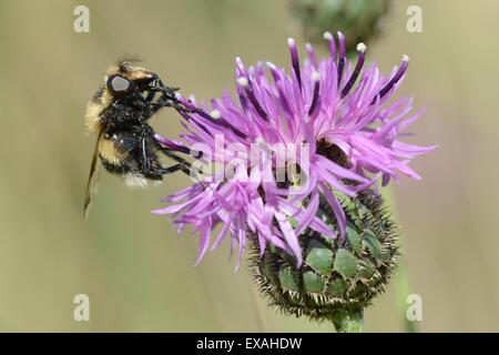 Hoverfly (Volucella Bombylans var Plumata) Besuch eine größere Flockenblume Blume in einer Wiese Wiese, Wiltshire, England, UK Stockfoto