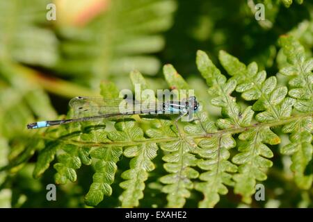 Männliche blau-tailed Damselfly (Ischnura Elegans) ruht auf einem Bracken Wedel, Studland Heath, Dorset, England, Vereinigtes Königreich Stockfoto