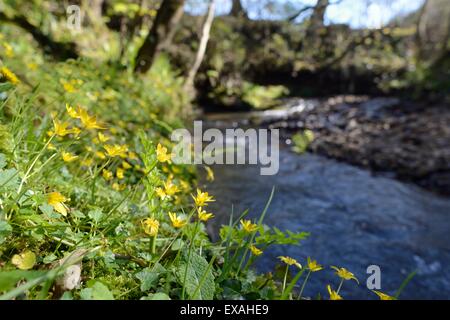 Kleinen Celandines (Ranunculus Ficaria) Blüte auf eine Stream-Bank im Wald, Millook Tal Wald, Cornwall, England, UK Stockfoto