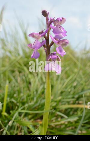 Green-winged Orchid (Orchis) (Anacamptis Morio) blüht in einem traditionellen Mähwiese, Clattinger Farm, Wiltshire, England, UK Stockfoto