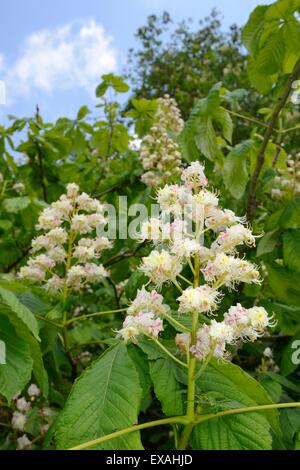 Rosskastanie (Aesculus Hippocastanum) Blume Kandelaber, Wiltshire, England, Vereinigtes Königreich, Europa Stockfoto