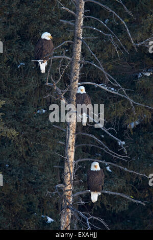 Drei Weißkopf-Seeadler (Haliaeetus Leucocephalus) in ein immergrüner Baum, Yellowstone-Nationalpark, Wyoming, Vereinigte Staaten von Amerika Stockfoto