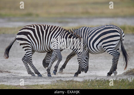 Zwei gemeinsame Zebra (Plains Zebra) (Burchell Zebra) (Equus Burchelli) sparring, Ngorongoro Crater, Afrika, Tansania, Ostafrika Stockfoto