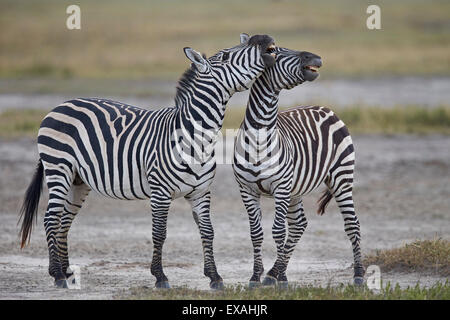 Zwei gemeinsame Zebra (Plains Zebra) (Burchell Zebra) (Equus Burchelli) sparring, Ngorongoro Crater, Afrika, Tansania, Ostafrika Stockfoto