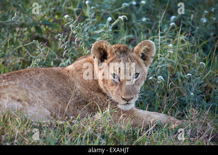 Löwe (Panthera Leo) Cub, Ngorongoro Crater, Afrika, Tansania, Ostafrika Stockfoto