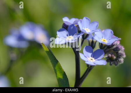 Holz-Blumen Vergissmeinnicht (Myosotis Sylvatica), Cornwall, England, Vereinigtes Königreich, Europa Stockfoto