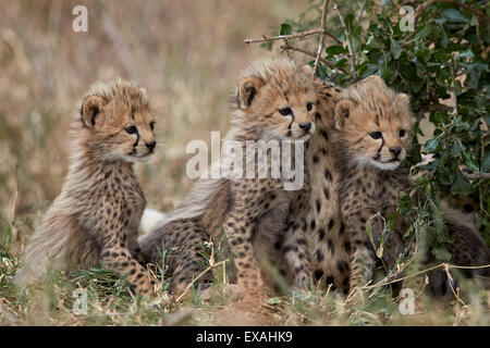 Drei Jungtiere der Gepard (Acinonyx Jubatus) über einen Monat alt, Serengeti Nationalpark, Tansania, Ostafrika, Afrika Stockfoto