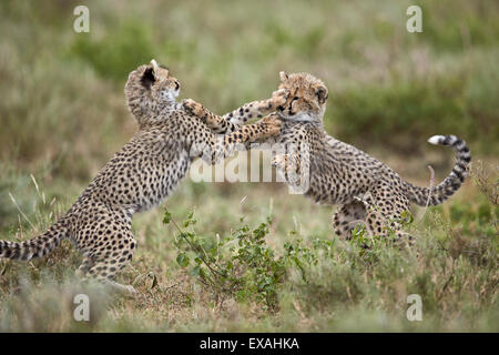 Zwei Geparden (Acinonyx Jubatus) jungen spielen, Ngorongoro Conservation Area, Serengeti, Tansania, Ostafrika, Afrika Stockfoto