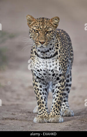 Leopard (Panthera Pardus), Ngorongoro Conservation Area, Serengeti, Tansania, Ostafrika, Afrika Stockfoto
