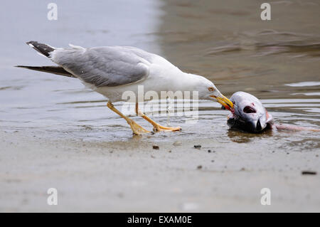 Horizontale Porträt des gelben legged Möve, Larus Cachinnans Michahellis, Erwachsener Fütterung auf dem Boden am Ufer. Stockfoto