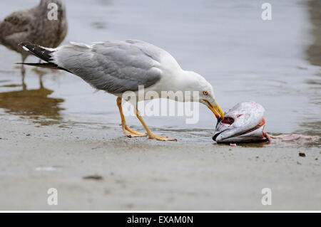 Horizontale Porträt des gelben legged Möve, Larus Cachinnans Michahellis, Erwachsener Fütterung auf dem Boden am Ufer. Stockfoto
