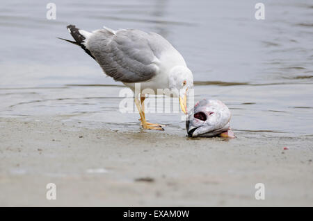 Horizontale Porträt des gelben legged Möve, Larus Cachinnans Michahellis, Erwachsener Fütterung auf dem Boden am Ufer. Stockfoto