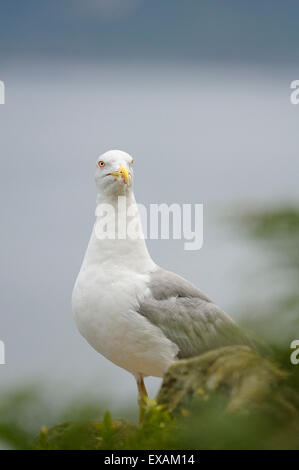 Vertikale Porträt des gelben legged Möve, Larus Cachinnans Michahellis, Erwachsener thront auf den Felsen vor dem Meer. Stockfoto