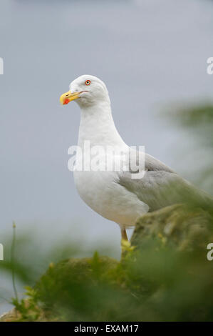 Vertikale Porträt des gelben legged Möve, Larus Cachinnans Michahellis, Erwachsener thront auf den Felsen vor dem Meer. Stockfoto