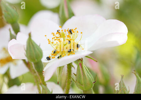 Pollen-Käfer Stockfoto