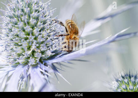 Biene auf Erygngium "Sapphire Blue" (common Name Meer Holly) Stockfoto