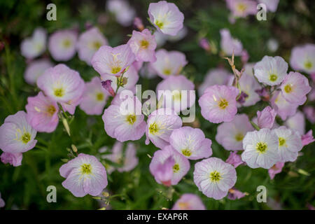 Auffällige Nachtkerze Oenothera Speciosa rosa hautnah Stockfoto