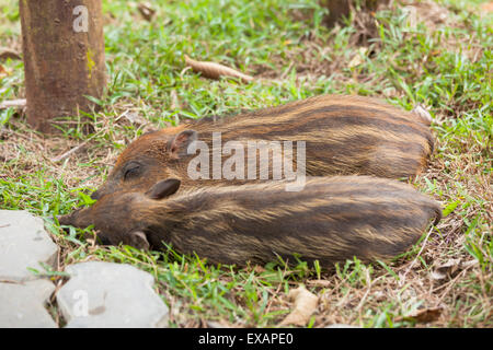 Wildschweine Baby schlafen auf Rasen Stockfoto