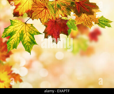 Bunte Herbst Bokeh-Hintergrund mit Ahorn-Blätter, flachen Fokus eingefasst Stockfoto