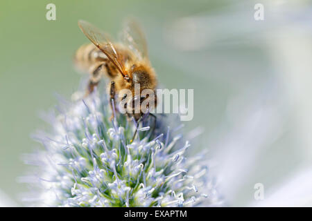 Biene auf Erygngium "Sapphire Blue" (common Name Meer Holly) Stockfoto