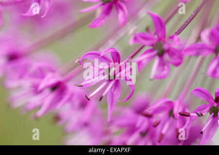Nahaufnahme der Hollandicum Allium 'Purple Sensation' (niederländische Knoblauch "Purple Sensation) Stockfoto