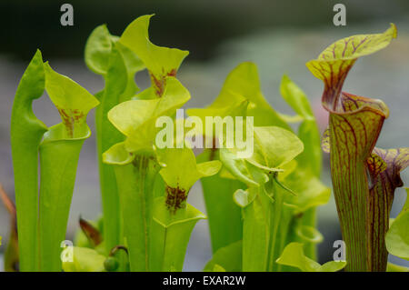 Fleisch fressende Schlauchpflanze Sarracenia flava Stockfoto