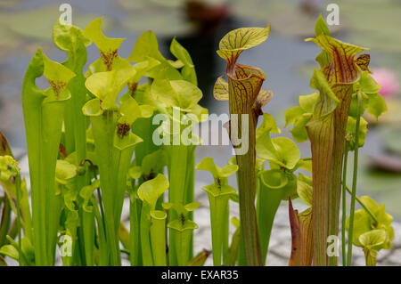Fleisch fressende Schlauchpflanze Sarracenia flava Stockfoto