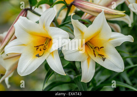 Weiße Lilien Lilie mit gelben Zentren Nahaufnahme Lilium Stockfoto