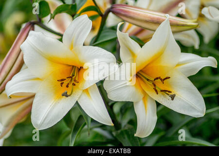 Weiße Lilien Lilie mit gelben Zentren Nahaufnahme Lilium Stockfoto