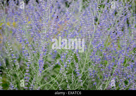 Solidago Virgaurea Europäische Goldrute woundwort Stockfoto