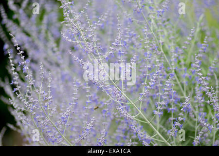 Solidago Virgaurea Europäische Goldrute woundwort Stockfoto