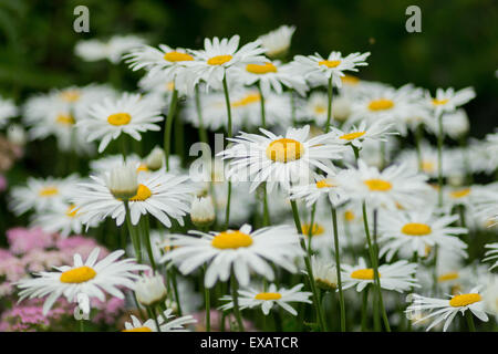 Leucanthemum superbum Shasta Daisy Gänseblümchen in voller Blüte Stockfoto