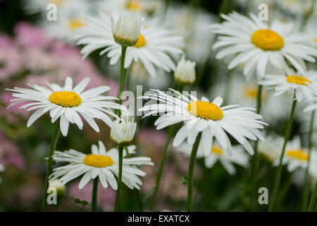 Leucanthemum superbum Shasta Daisy Gänseblümchen in voller Blüte Stockfoto