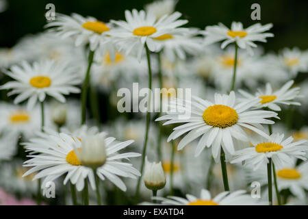 Leucanthemum superbum Shasta Daisy Gänseblümchen in voller Blüte Stockfoto