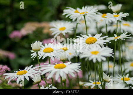 Leucanthemum superbum Shasta Daisy Gänseblümchen in voller Blüte Stockfoto