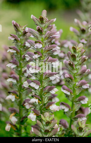 Acanthus Balcanicus Bär der Reithose Bearsfoot Oyster Pflanze Stockfoto