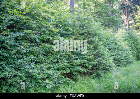 Junge Bäume Buche in den nordeuropäischen Sommer Wald Fagus Sylvatica Eule Berge niedriger Schlesien Polen Stockfoto