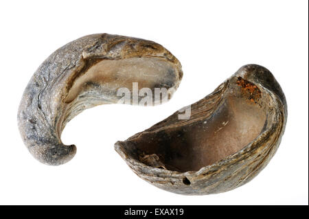 Des Teufels Zehennagel / Gryphaea Dilatata / Gryphea Dilatata, Arten von Jurassic Auster, Gryphaeidae marine zweischaligen Weichtieren Stockfoto