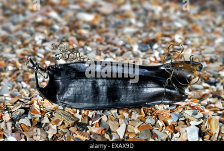 Ei-Gehäuse / Meerjungfrauen Beutel mit einer kleinen gefleckten Seekatze / weniger gefleckte Katzenhai (Scyliorhinus Canicula) an Strand gespült Stockfoto