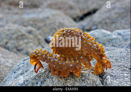 Bauchige Holdfast Furbellow Seetang (Saccorhiza Polyschides) am felsigen Strand gespült Stockfoto