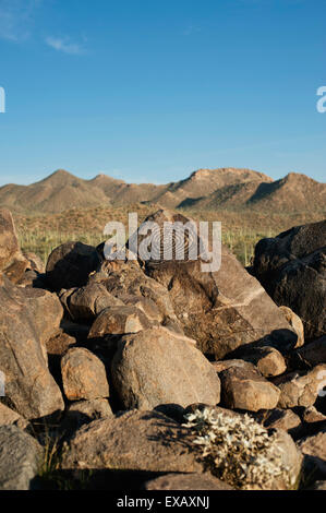 Alte petroglyph in den Wüsten von Arizona Stockfoto