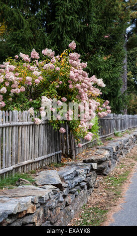 Blühende rosa Hortensien-Blumen hängen über einem verwitterten alten hölzernen Pfostenzaun, Steinmauer Gartengrenze, Woodstock, Vermont, pt England Stockfoto