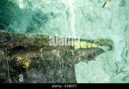 Gelbe tropische Fische ernähren sich von Algen im flachen Lagune des Indischen Ozeans auf den Malediven Stockfoto