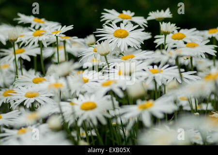 Leucanthemum superbum Shasta Daisy Gänseblümchen in voller Blüte Stockfoto