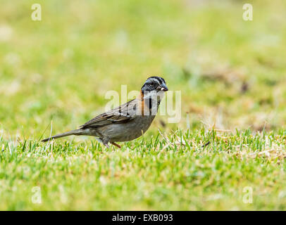 Ein Rufous-Kragen Spatz (Zonotrichia Capensis) Fütterung auf dem grünen Rasen. Stockfoto