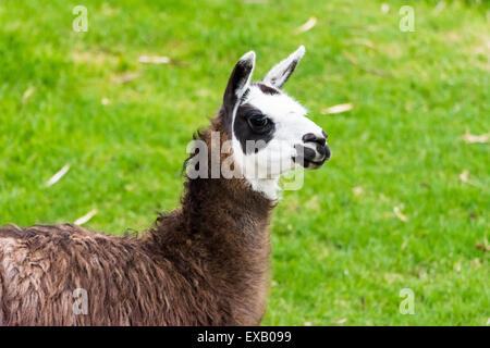 Ein braun weißer Lama Weiden auf grünen Rasen. Stockfoto