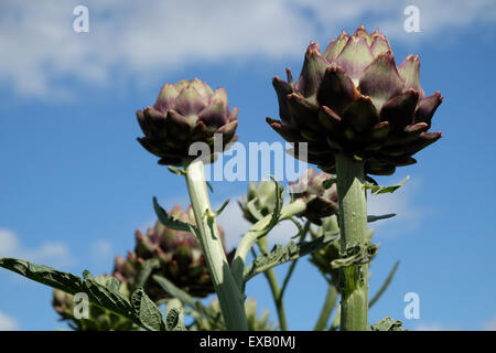 Karde - Cynara Cardunculus auch bekannt als die Artischocke Mariendistel hoch Gartenpflanzen wächst in Herefordshire, England UK im Juli Stockfoto