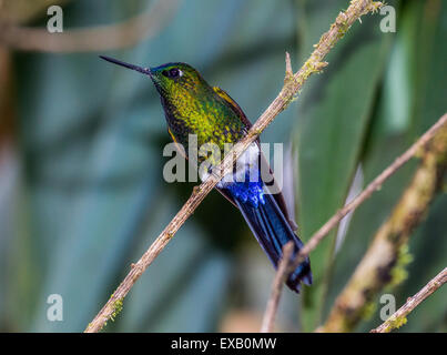 Ein Kolibri Saphir ventilierte Puffleg (Eriocnemis Luciani) thront auf einem Ast. Yanacocha Nature Reserve, Ecuador. Stockfoto