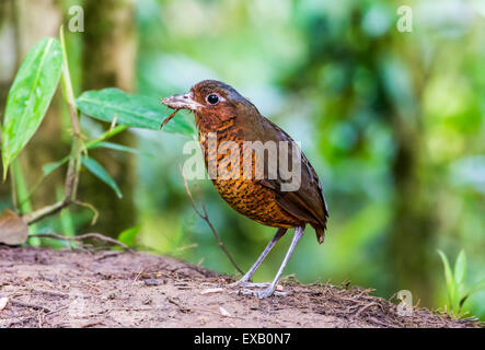 Eine riesige Antpitta (Grallaria Gigantea) stehen im Regenwald. Mindo, Ecuador. Stockfoto