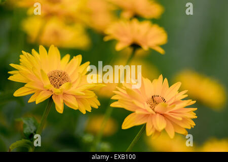 Heliopsis Helianthoides glatt Oxeye falsche Sonnenblume Blüte Nahaufnahme Stockfoto